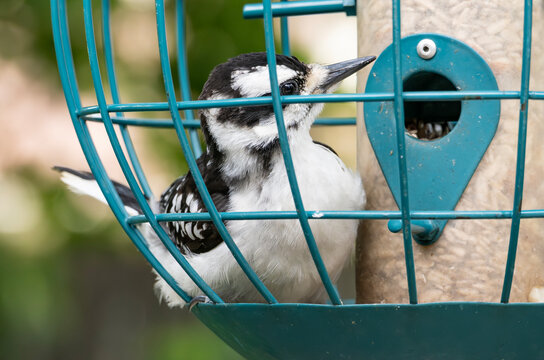 Close-up of a Juvenile Hairy Woodpecker Sitting inside a Globe Bird Feeder in a Backyard