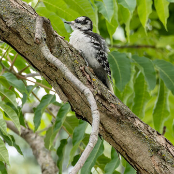 Young Downy Woodpecker Sitting on a Branch