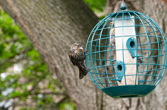 Two Juvenile Red-winged Black Birds Feeding at a Globe Feeder in a Backyard