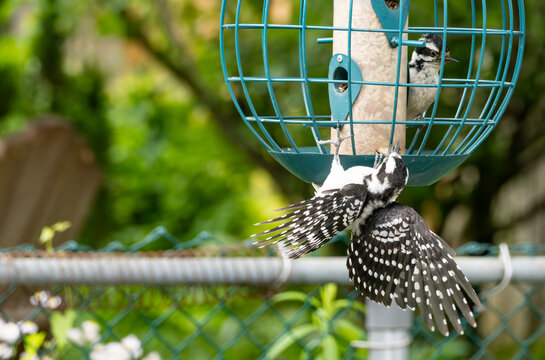 A Juvenile Hairy Woodpecker and a Downy Woodpecker at a Globe Bird Feeder Foraging for Sunflower Seeds and Peanuts