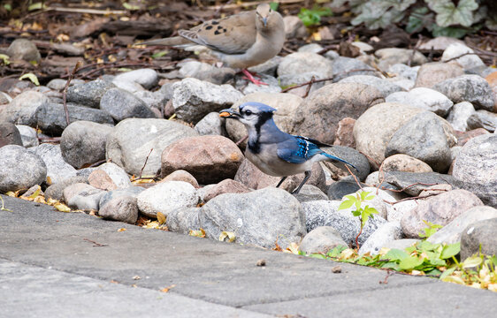 A Blue Jay Just Found a Peanut Among Gravels Under a Birdfeeder and a Mourning Dove Is Looking with Envy
