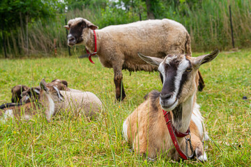 Goat resting in a meadow with young goats and sheep in a rural pasture   Koza odpoczywa na łące z młodymi kozami i owcami na pastwisku wiejskim © Adrian White
