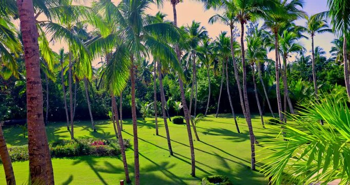 luxury tropical resort garden with palm trees, pathway and tropical lush vegetation