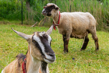Goat resting in a meadow with a sheep in a rural pasture   Koza odpoczywa na łące z owcą na pastwisku wiejskim © Adrian White