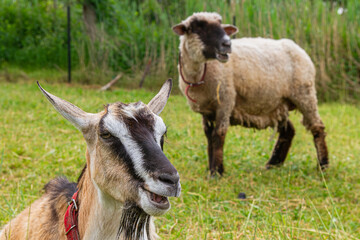 Goat resting in a meadow with a sheep in a rural pasture   Koza odpoczywa na łące z owcą na pastwisku wiejskim © Adrian White