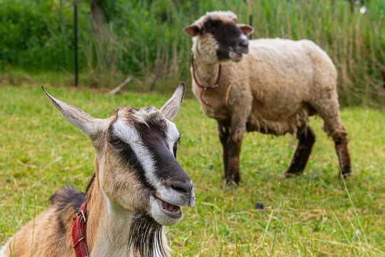 Goat resting in a meadow with sheep in a rural pasture | Koza odpoczywająca na łące z owcą na pastwisku wiejskim