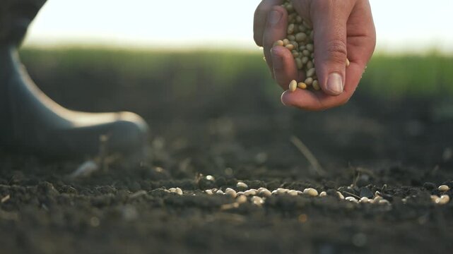 Farmer hand sowing seed onto dark soil in open field. Seeds fall from hand onto plowed ground. Sowing soybean seed by hand across fertile soil. Farmer plants seed at sunset near green crop row.