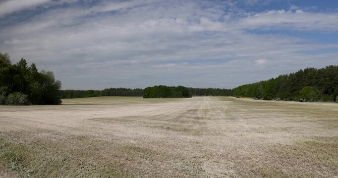 A light mown field after rapeseed , a harvested rapeseed field with dry stubble stalks is located next to green trees