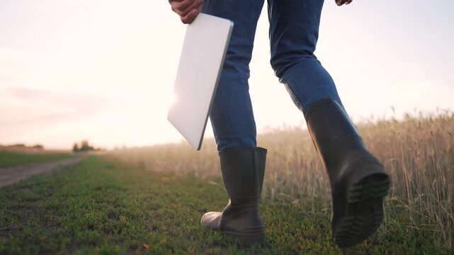 Farmer walking through wheat field at sunset holding laptop. Agricultural worker carries computer in rural farmland. Technology in agriculture. Modern farming with digital tool at golden hour.