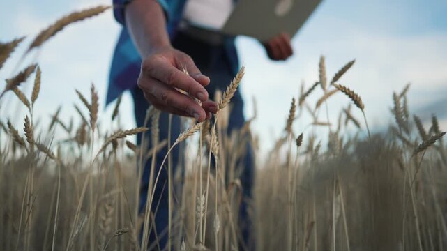 Farmer inspects wheat crop in field. Man touches wheat ear and checks harvest quality. Farmer uses laptop for smart farming. Crop inspection with digital technology outdoors. Wheat field at dusk.