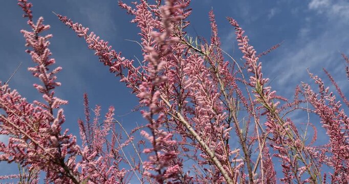  pink tamarix under the rays of the sun, fluffy tamarix graceful is located on the garden plot in the landscaping at home