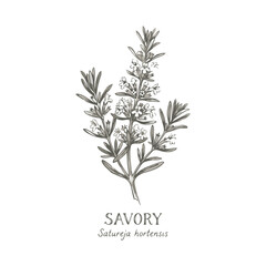 Fototapeta premium Hand drawn savory herb branch, satureja hortensis, botanical illustration isolated on transparent background editable vector file