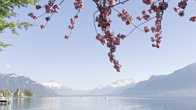 Beautiful cinematic 4K footage of pink sakura blossom branch. Calm blue water of Lac Leman with a lonely boat and majestic snowy Alps peaks of Dents du Midi in Montreux region, Switzerland