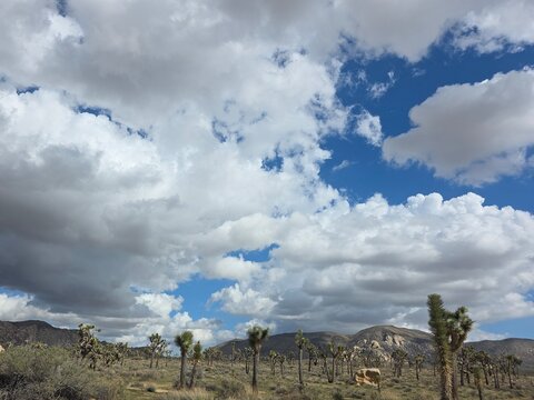 Aridity is eclipsed by unusually cloudy skies over the enticing Joshua Tree Woodland plant community during early Autumn In the Little San Bernardino Mountains, Southern Mojave Desert.
