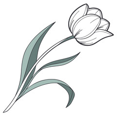 Hand-drawn tulip flower illustration with leaves and stem botanical illustration isolated stylized minimalist © Master