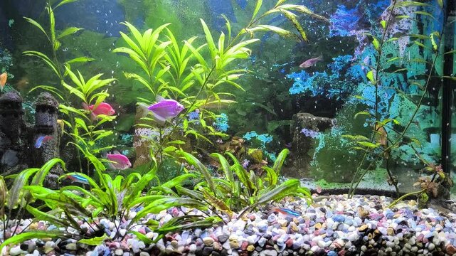 Colorful fish swim in a bright aquarium with lush green plants