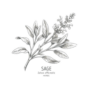 Hand drawn sage plant, salvia officinalis, botanical illustration of culinary herb isolated on transparent background editable vector file
