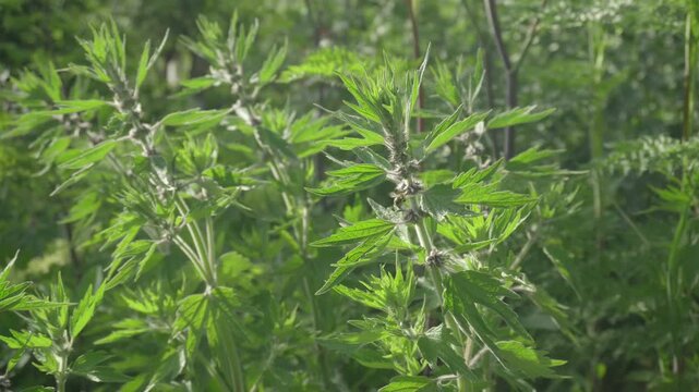 Green foliage of wild plants Leonurus with dense leaves and stems, illustrating the natural growth and vibrant colors in a sunny outdoor environment filled with lush greenery and sunlight