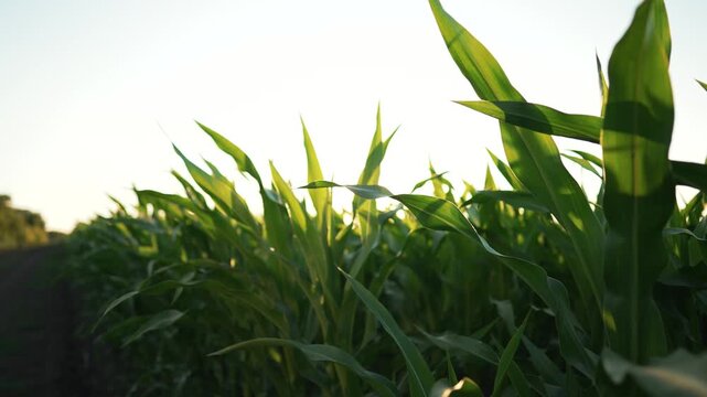 Green corn field growing at sunset. Sunlight shining through maize leaves in agricultural field. Corn plants in rows during golden hour. Farm crop cultivation. Maize farming during sunset.