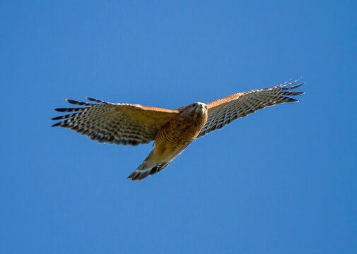 Red-Shouldered Hawk in Flight in Deep Blue Sky