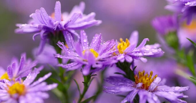 Purple asters in drops of water, these perennial asters with a yellow center and moist petals grow in a dense array in an autumn garden under the sky.
