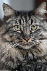Obraz premium close up portrait of a cat