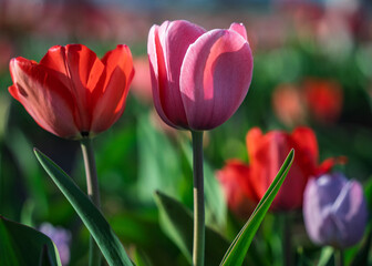 Fototapeta premium Vibrant and colorful tulip flower in the garden
