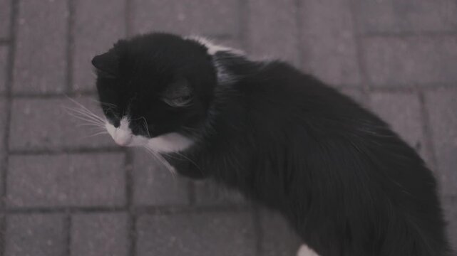 Black and white cat meowing and looking up at camera. Fluffy domestic animal standing on stone pavement. Hungry kitty begging for food on street. Outdoor pet behavior and care concept.