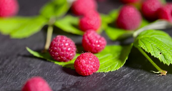   raspberries are red among green leaves, fresh raspberries are scattered on a black textured slate board.