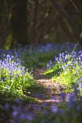 Naklejka premium Sunlit forest path winding through a carpet of blooming bluebells in springtime