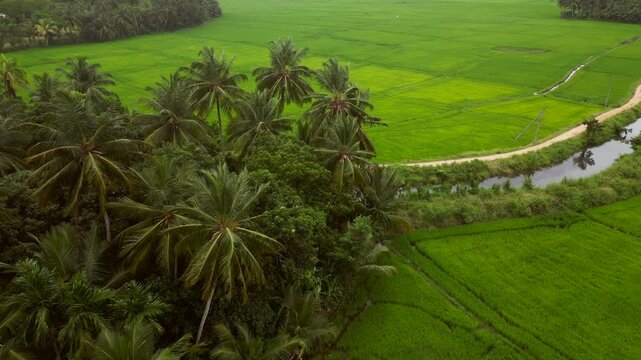 Sri Lanka Rice Fields and Palm Trees Drones