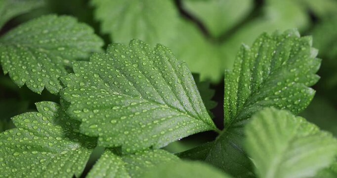 wet brittle leaves of strawberry seedlings in the spring , a large number of large leaves of green strawberries in drops of water indoors before planting in the field, green color