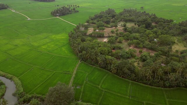 Sri Lanka Rice Fields and Palm Trees Drones