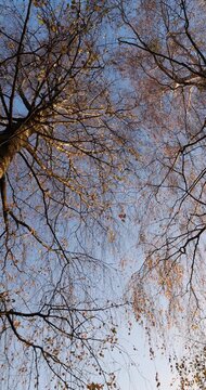 foliage on birch trees against the blue sky during the fall of leaves in the autumn season, the foliage hangs on the branches  , fall forest