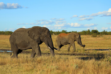 Fototapeta premium Afrikanischer Elefant / African elephant / Loxodonta africana