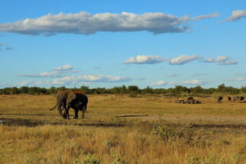 Obraz premium Afrikanischer Elefant / African elephant / Loxodonta africana