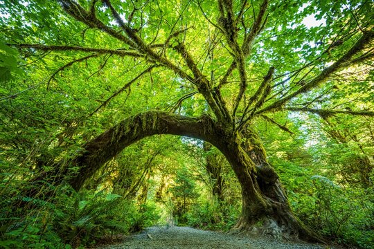 Moss-Covered Maple Tree Arch in Hoh Rain Forest, Washington
