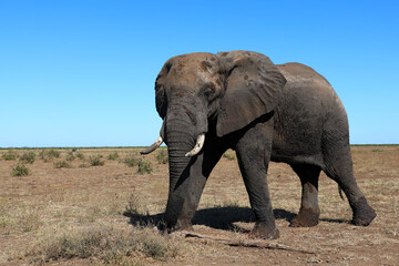Fototapeta premium Afrikanischer Elefant / African elephant / Loxodonta africana