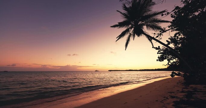 Silhouette of palm tree on tropical beach at golden sunset, tropical sunrise over exotic island beach in Punta Cana, Dominican Republic