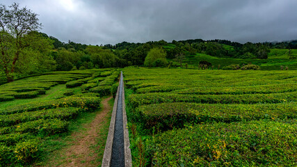 Naklejka premium Green tea plants on terraced hillsides with concrete irrigation water channel