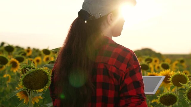 woman farmer working sunflower field, farming business, hand holding tablet, tech savvy farmer, farmer work tablet, sunflower tech applications, digital agriculture innovation, crop management system