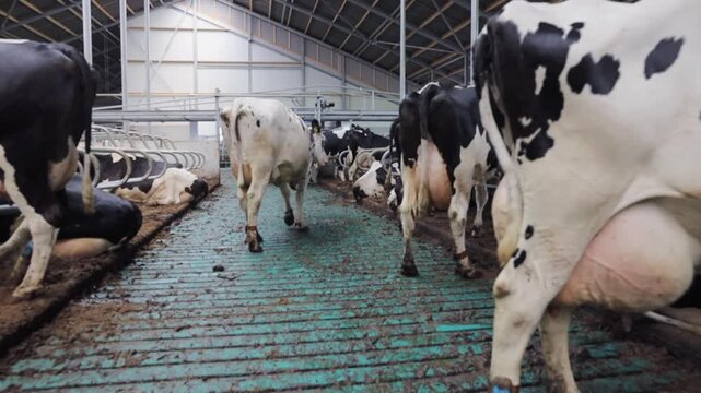 Frisian Holstein cows in modern stable at Dairy farm