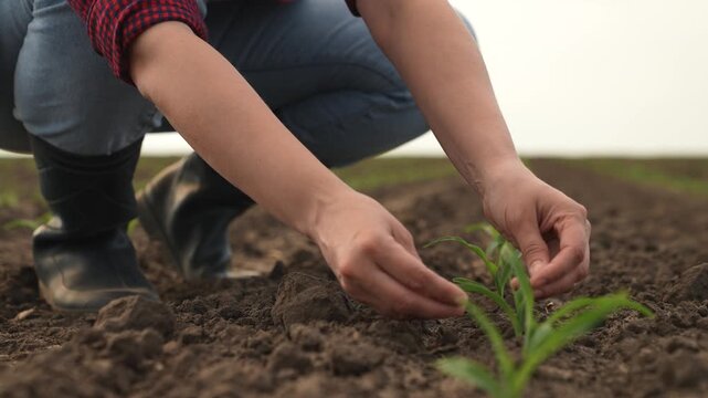 hand farmer sprout, young germ land field, agriculture, farming, business growth development, farm eco inspects sprout farmers bud wheat creating healthy touches tiny recycled touch farming children