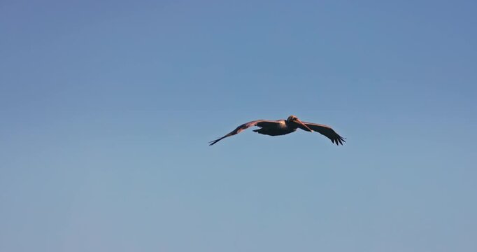 Pelican bird flying in clear sky with copy space