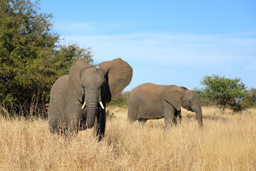 Fototapeta premium Afrikanischer Elefant / African elephant / Loxodonta africana