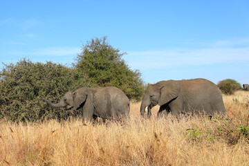 Fototapeta premium Afrikanischer Elefant / African elephant / Loxodonta africana