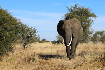 Obraz premium Afrikanischer Elefant / African elephant / Loxodonta africana
