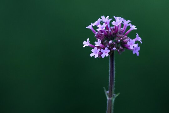 Inflorescence violette de verveine de Buenos Aires sur fond vert