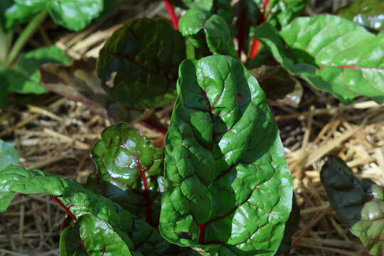 Feuilles de blette rouge cultiv&eacute;es dans un potager paill&eacute;