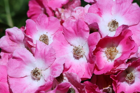Fleurs roses et blanches du rosier hybride musqu&eacute; Ballerina